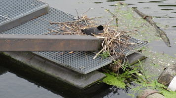 Wie man sieht, fühlt sich auch die Tierwelt am Wasserkraftwerk wohl.