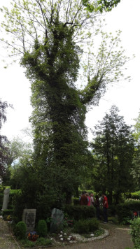 Viele Bäume auf dem Glockenbergfriedhof sind stark mit Efeu bewachsen.